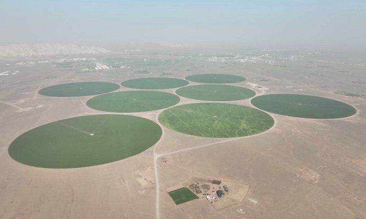 Trang trại hình tròn khổng lồ trên sa mạc UAE