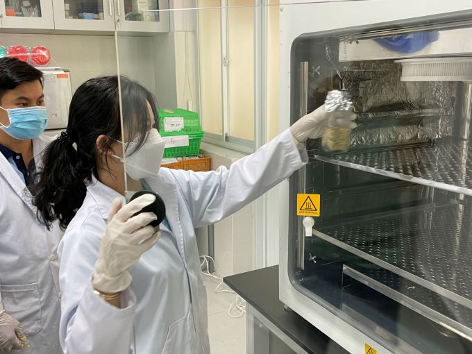 Quá trình đưa mẫu lúa có chứa nấm Aspergillus flavus vào máy tạo CO2 trong phòng thí nghiệm. Ảnh: Hà An