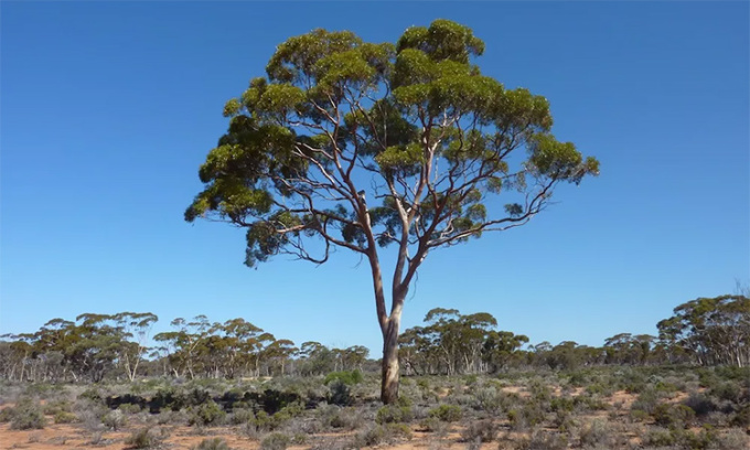 Một cây bạch đàn mọc ở vùng hoang dã Australia. Ảnh: IFL Science
