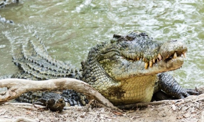 Cá sấu nước mặn có lực cắn mạnh nhất hành tinh. Ảnh: Diana Lynne