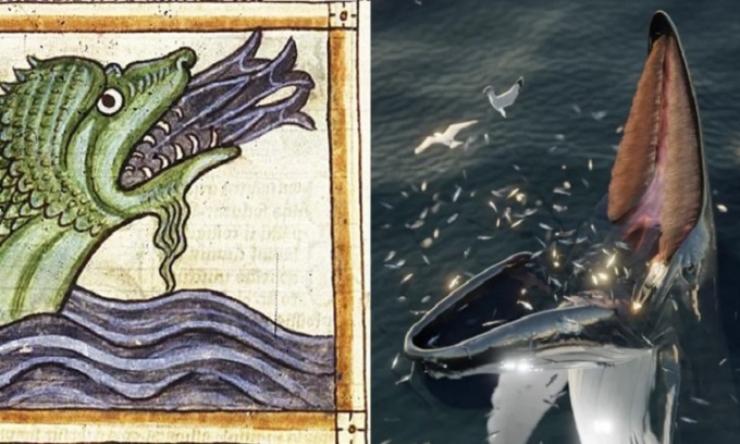 Hình vẽ quái vật biển trong bản thảo thời Trung Cổ (trái) và cá voi há miệng chờ con mồi tự nhảy vào (phải). Ảnh: J. McCarthy