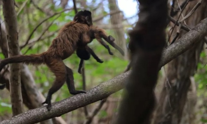 Khỉ mẹ mang xác con giữa những cành cây. Ảnh: Tatiane Valenca