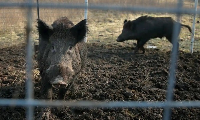 Hai con lợn hoang mắc bẫy ở một trang trại tại quận Washington, bang Missouri. Ảnh: David Carson/AP