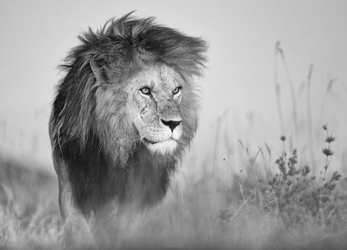 Vua sư tử Bob Junior của Vườn quốc gia Serengeti. Ảnh: Chris Fallows