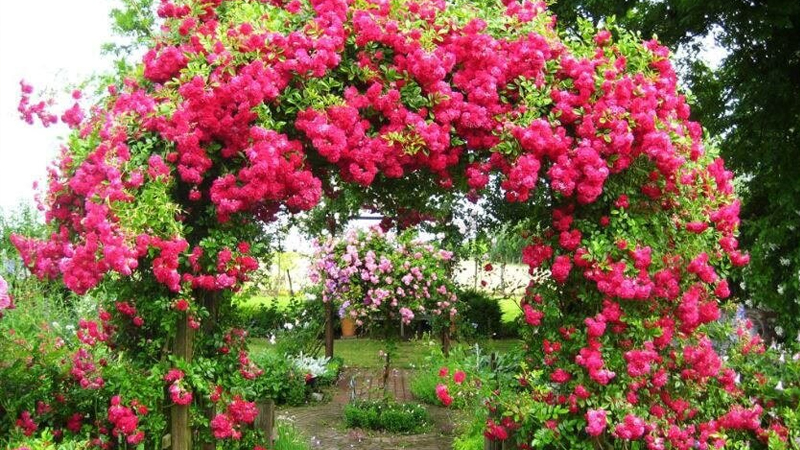 Trang trí sân vườn bằng hoa tường vi
