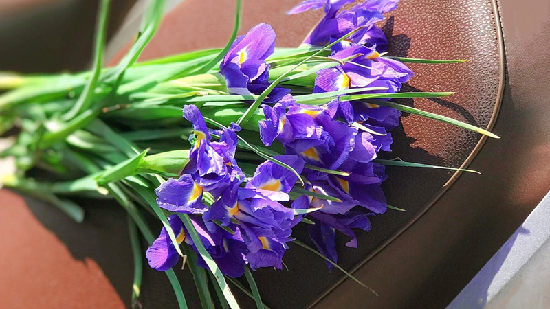 Hoa Diên Vĩ - Iris