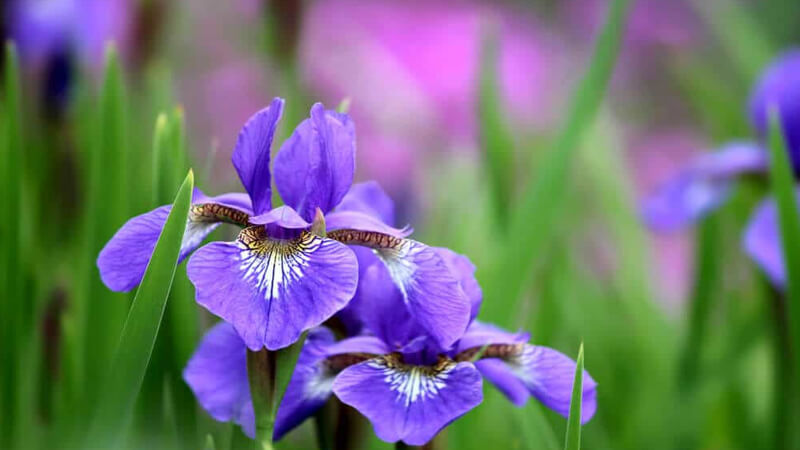 Hoa Diên Vĩ - Iris cao quý