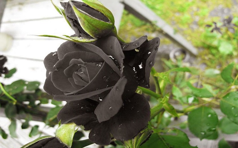 Đặc điểm của hoa hồng đen