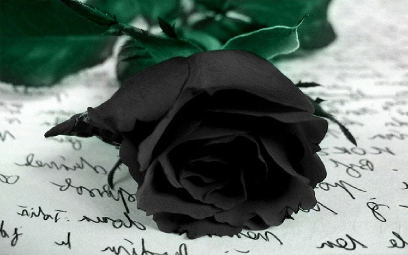 Hoa hồng đen - Kiều diễm, hấp dẫn