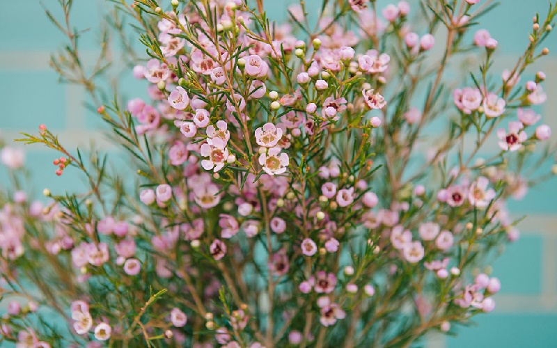 Hoa thanh liễu hồng nhỏ nhắn dễ thương
