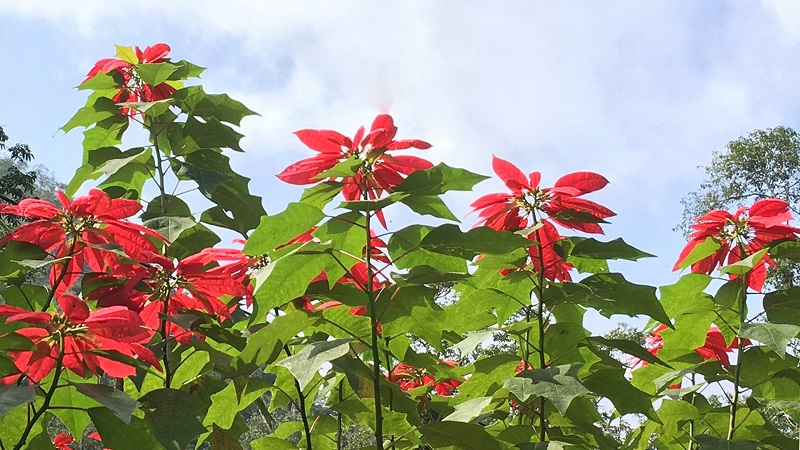 Cây Trạng Nguyên lá đỏ là loài cây thuộc họ Thầu dầu Euphorbiaceae