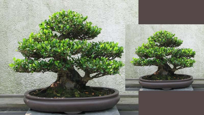 Mẫu cây si bonsai