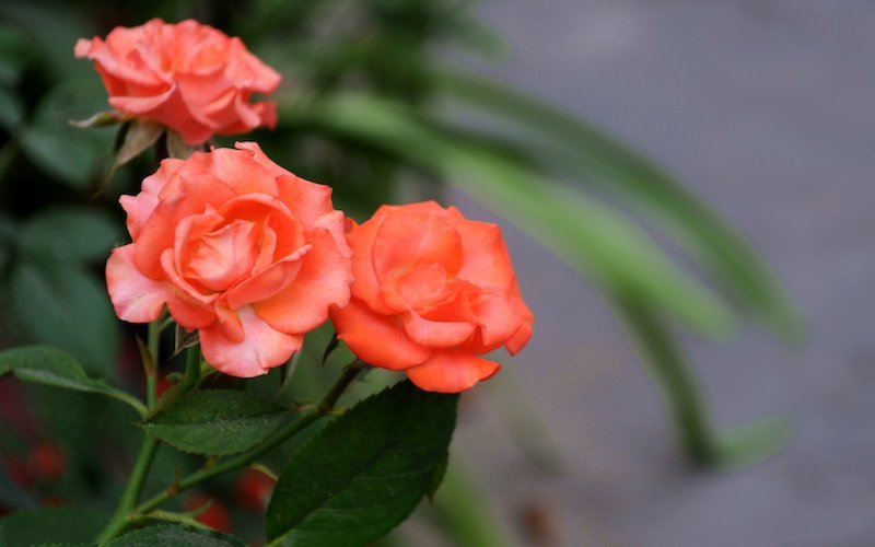 Hoa hồng tỉ muội màu cam