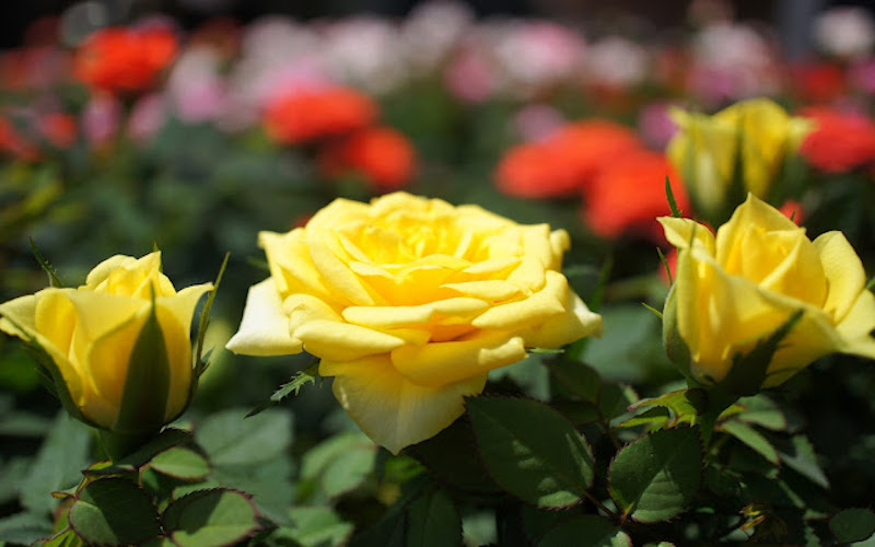 Hoa hồng tỉ muội màu vàng
