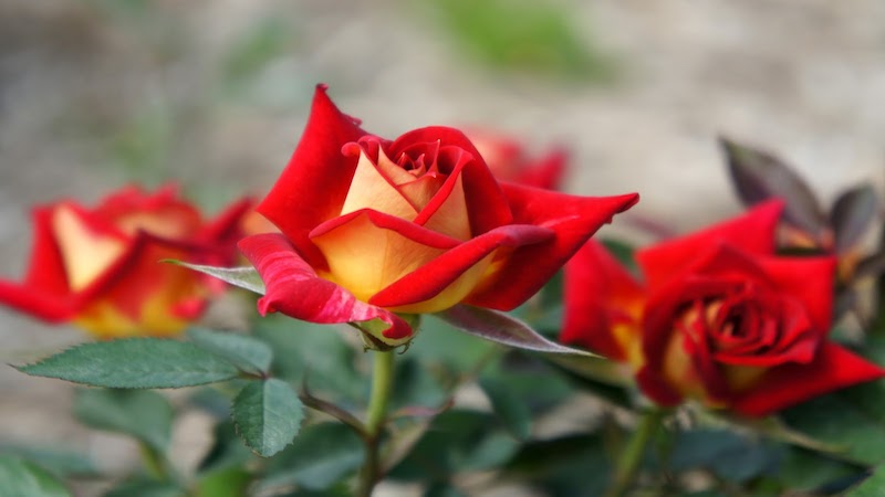 Hoa hồng tỉ muội biến thể độc lạ