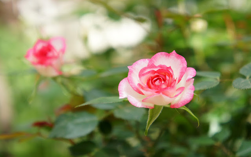 Hoa hồng tỉ muội biến thể hai màu