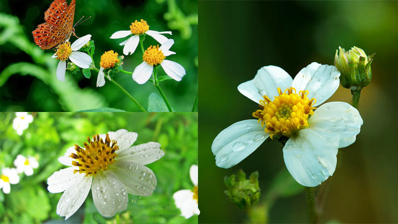 Lưu lẹ 20 hình xăm bông hoa nhỏ xinh lung linh  XinhXinhvn