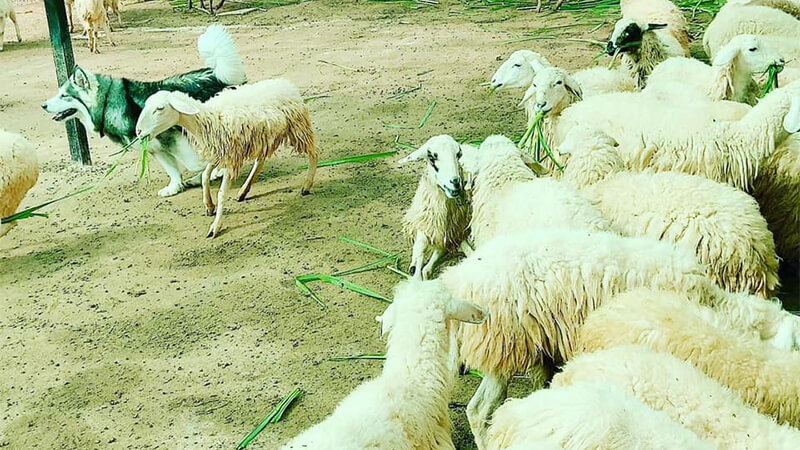 Frenzy Farm là nông trại nuôi cừu duy nhất ở Đà Lạt
