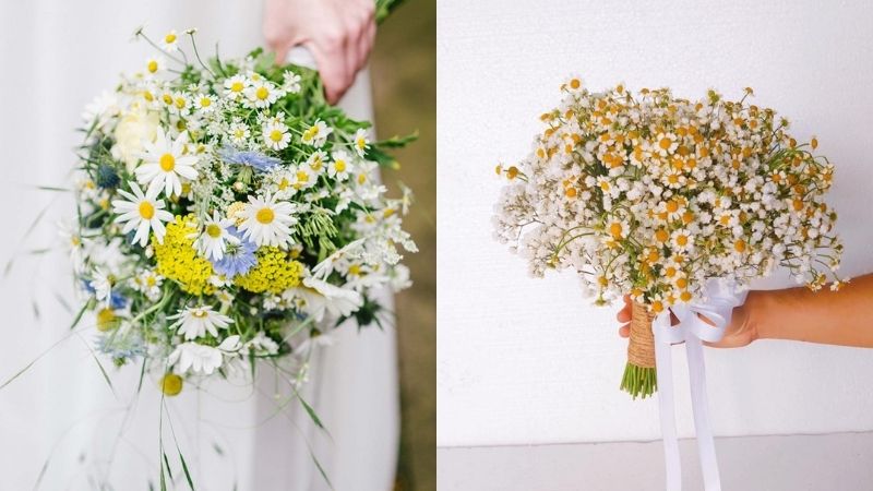 Hoa cúc họa mi trang trí đám cưới