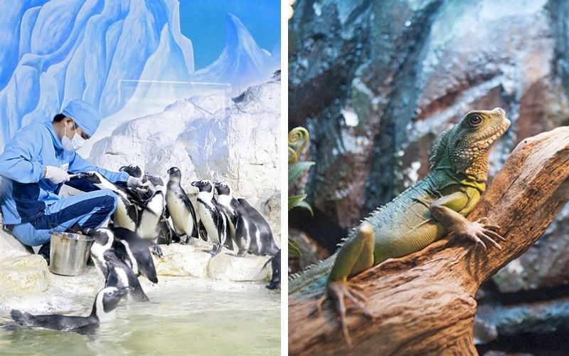 Chim cánh cụt và tắc kè tại Vinpearl Aquarium Times City