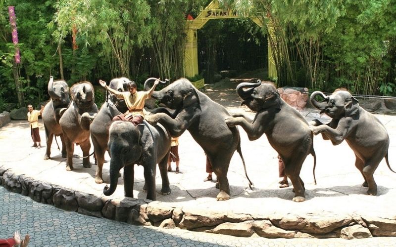 Xiếc voi tại FLC Safari Quy Nhơn
