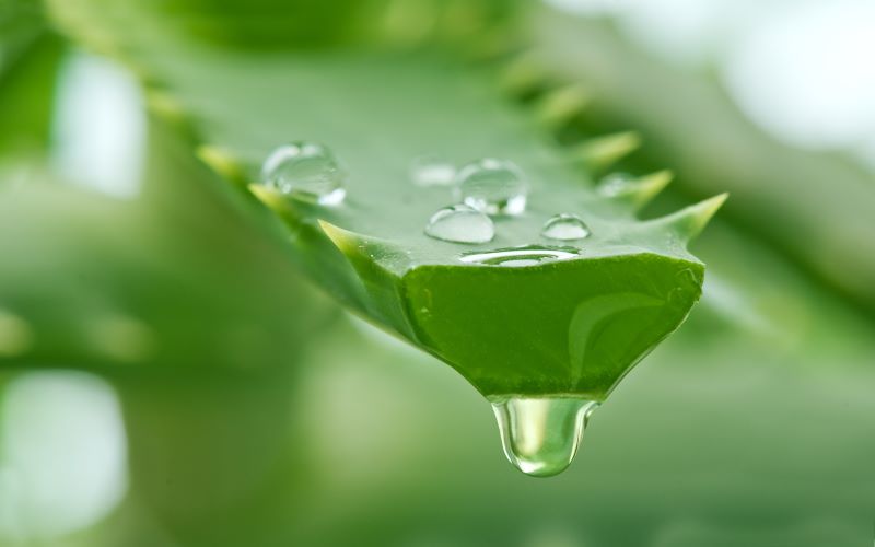 Lớp gel của Aloe Vera có chứa chất dầu và enzym giúp làm sạch các tế bào chết