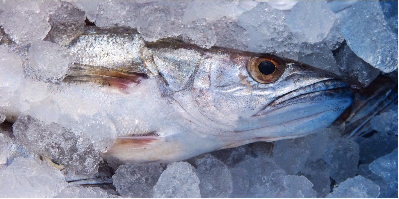 Cá tươi với cá đông lạnh: Loại nào tốt hơn?