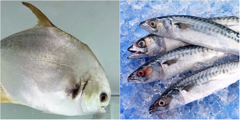 Cá tươi với cá đông lạnh: Loại nào tốt hơn?