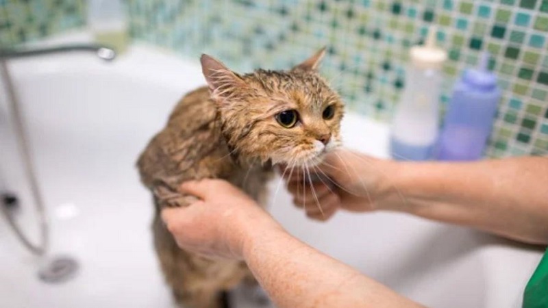 Cách tắm cho mèo bằng sữa tắm