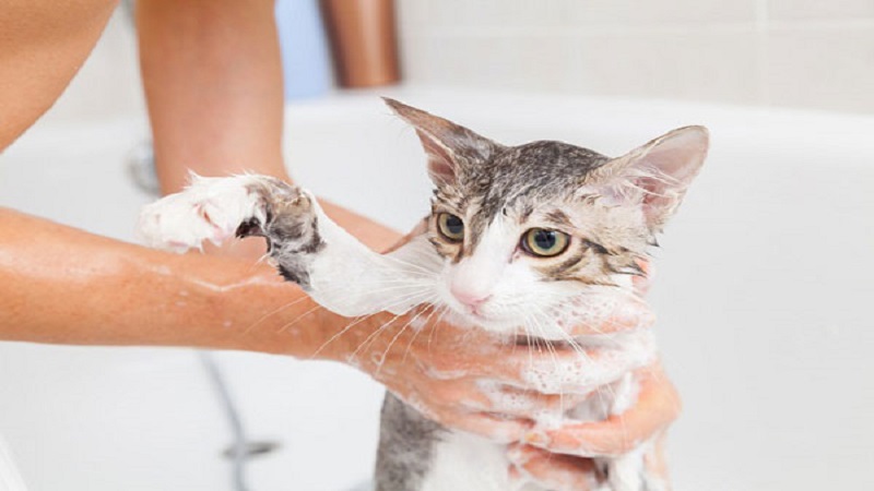 Cách tắm cho mèo bằng sữa tắm