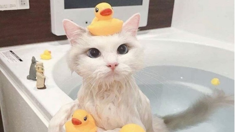 Lưu ý khi tắm cho mèo