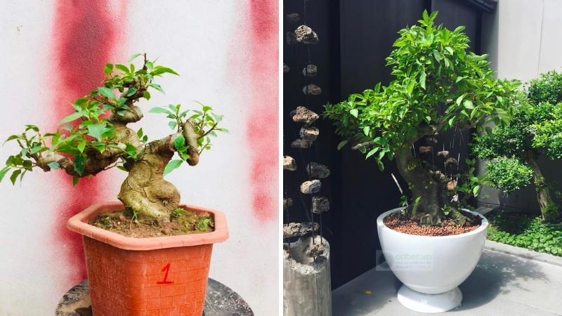 Cây sung bonsai kiểu dáng đẹp mắt