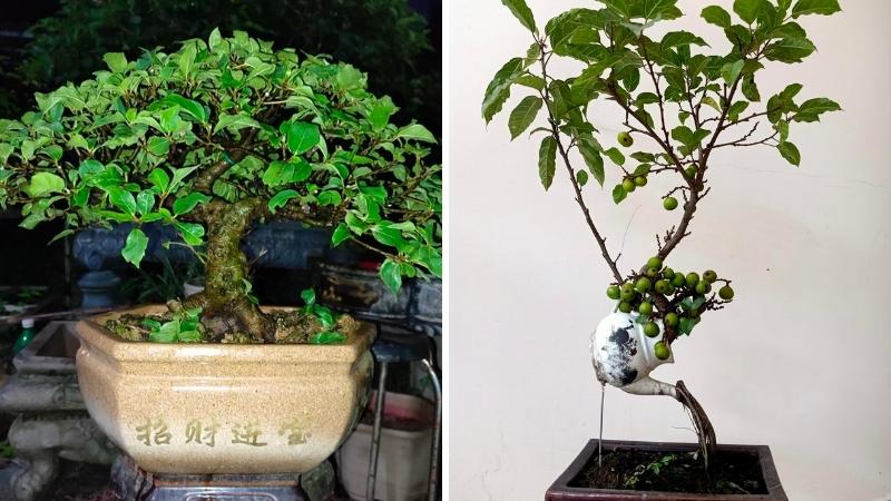 Cây sung bonsai kiểu dáng độc đáo