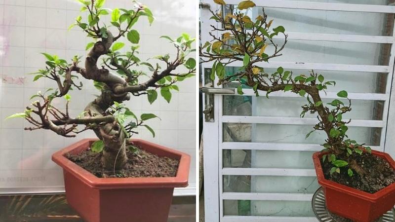 Cây sung bonsai kiểu dáng độc lạ
