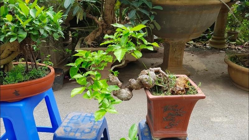 Lưu ý khi trồng và chăm sóc cây sung bonsai