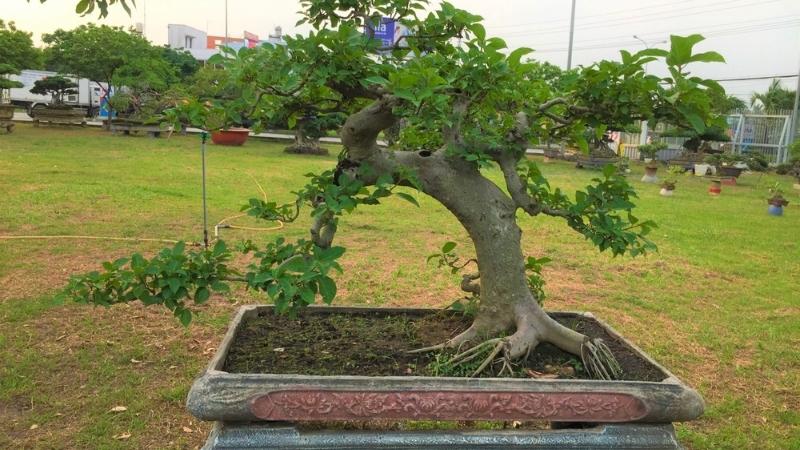 Tác dụng của cây sung bonsai