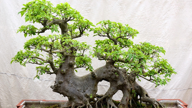 Đặc điểm, phân loại cây sung bonsai