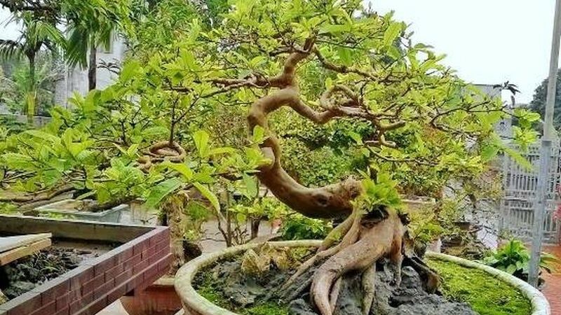 Mẫu bonsai đẹp long cuốn thủy