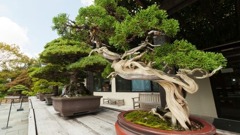 Mẫu bonsai long cuốn thủy rất khó uốn