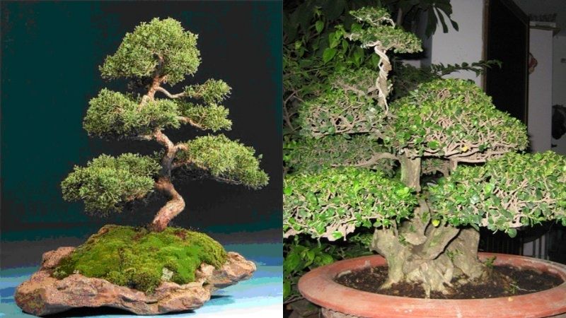 Mẫu bonsai ngũ phúc hiếm