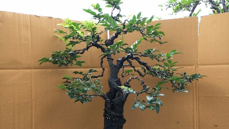 Cây Tùng Đen là cây có giá trị kinh tế cao