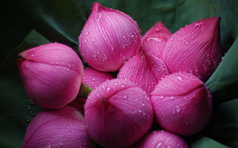 Hoa sen được mệnh danh là Thánh hoa trong Phật giáo