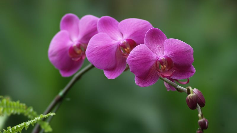 Ý nghĩa thú vị của các loài hoa lan ít người biết đến  HOÀNG LAN ORCHIDS
