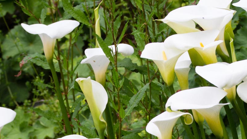 Vẻ đẹp tinh khiết, nhẹ nhàng của hoa rum trắng trong vườn tuy đơn giản nhưng lại có sức cuốn hút kỳ lạ với người thưởng hoa.
