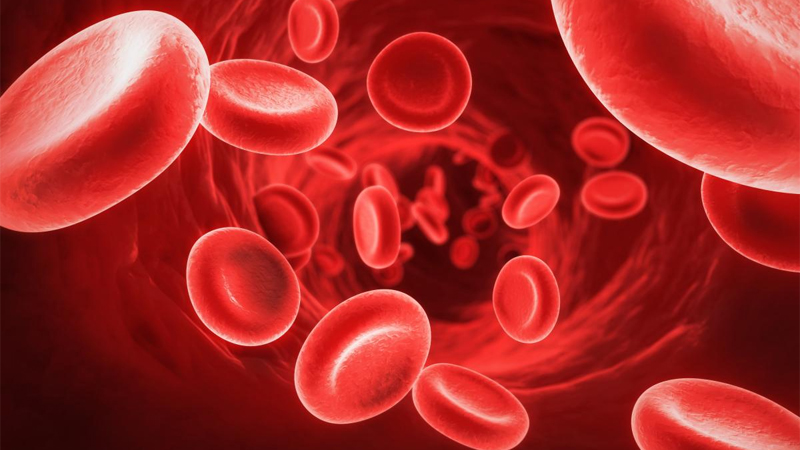 Hạt diêm mạch hỗ trợ bạn tái tạo các tế bào hồng cầu, điều trị chứng thiếu máu