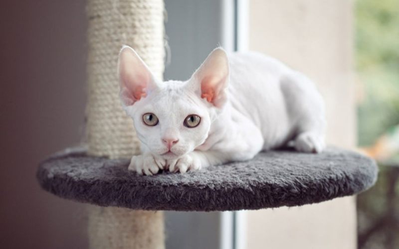 Mèo Devon Rex: Nguồn gốc, đặc điểm, cách nuôi, giá bán