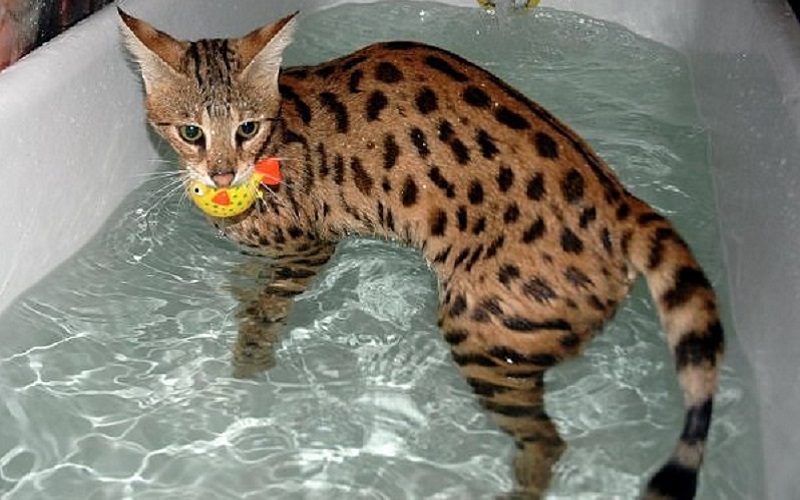 Tắm và chăm sóc lông mèo Savannah