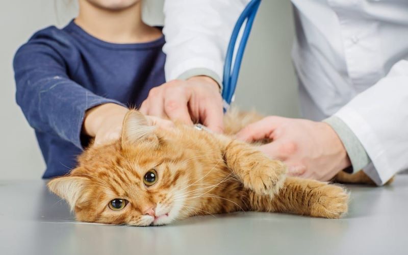 Cách chẩn đoán tình trạng mèo thở gấp