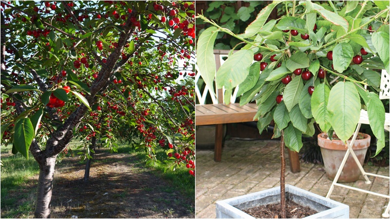 Trồng trong đất hay chậu thì cây cherry vẫn nên được bón phân, tưới nước thường xuyên để cây mau lớn