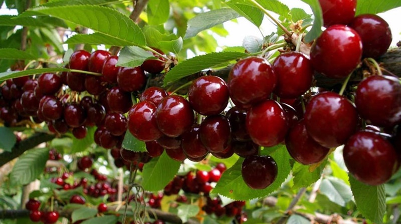 Quả cherry thường ra sau 1 năm trồng cây